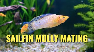 Sailfin Molly Mating Display  Red Sunset Sailfin Molly • Molly Breeding • Molly Fish  1080p HD [upl. by Enyalb976]