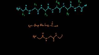 Drawing Peptides [upl. by Aloysius494]