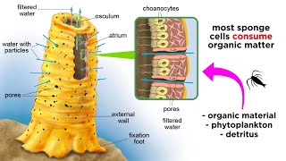 Phylum Porifera Sponges [upl. by Silverman]