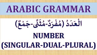 SINGULAR DUAL AND PLURAL NOUNS IN ARABIC ARABIC GRAMMAR LESSON 6 [upl. by Arjun]