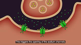 Resistance101  Insecticide classes amp modes of action [upl. by Bopp796]