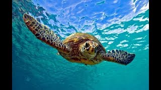 Facts The Green Sea Turtle [upl. by Akcirret891]