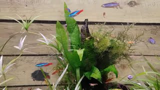 HOW TO BREED NEON TETRAS PART 2 [upl. by Wendell95]