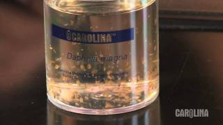 How to Care for Daphnia [upl. by Gnauq]