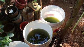 How to grow Green Water Algae [upl. by Nolla33]