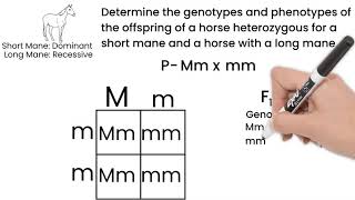 Genetic Cross Monohybrid Cross Short Simple Science [upl. by Prady]