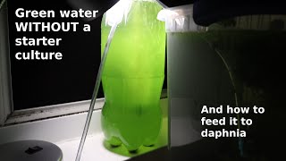 Green Water WITHOUT a Starter Culture  From Scratch  How To [upl. by Aratahs]