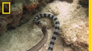 Watch Sea Snake Swallows Eel Whole  National Geographic [upl. by Allac]