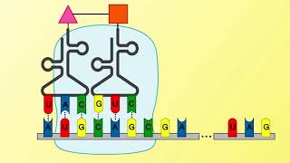 Animation 261 Protein synthesis [upl. by Volkan]