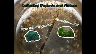 How To Culture Daphnia and Moinas using Green Water Spirulina powder [upl. by Susejedairam]