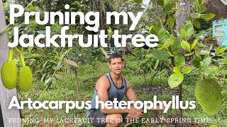 Pruning my Jackfruit tree  Artocarpus heterophyllus [upl. by Yerrok517]