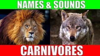 The Carnivore Diet and Vegetable Conflict  Dr Berg [upl. by Monika]