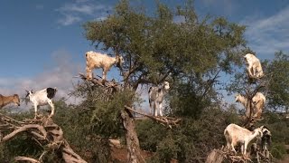 Why are there goats in the trees [upl. by Adli]