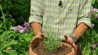 Lavanda officinalis coltivazione in vaso [upl. by Frolick]