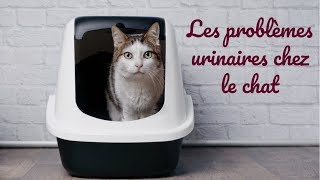 Les problèmes urinaires chez le chat [upl. by Philemol]