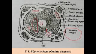 Bignonia stem T S Practical BSc II Year [upl. by Pamela]