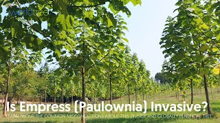 Is Empress Paulownia invasive [upl. by Arrimat]