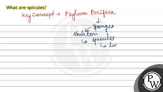 What are spicules [upl. by Timotheus]