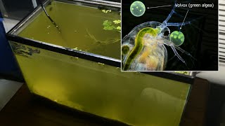 Raising Daphnia for the Freshwater Aquarium [upl. by Mages]