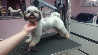 Strzyżenie Shih Tzu Salon dla Psów LilaArt Koszalin [upl. by Ajtak]