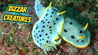 INCREDIBLY Colorful Sea Slugs Footage Compilation  Real Diving Creatures [upl. by Liw637]