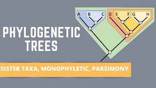 READING PHYLOGENETIC TREES ALL ABOUT SISTER TAXA MONOPHYLETIC GROUPS PARSIMONY [upl. by Alicirp]