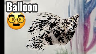 Are Balloon Molly Fish Worth Buying [upl. by Rimaj649]