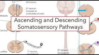 Spinal somatosensory pathways [upl. by Nahtanha]