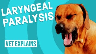 Laryngeal Paralysis in Dogs [upl. by Aicittel]