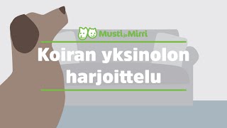 Viisi vinkkiä koiran yksinolon harjoitteluun [upl. by Nonac691]