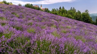 Dove vedere la lavanda in Piemonte Ecco quando fiorisce a Sale San Giovanni [upl. by Alastair]