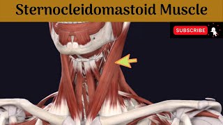 Sternocleidomastoid muscle  Attachment  Nerve Supply  Action  Relations [upl. by Eilyw625]