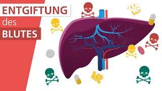 Wie funktioniert die Leber  Stiftung Gesundheitswissen [upl. by Ib]