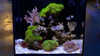 500 Day Update of the 1Day Nano Reef [upl. by Etam924]