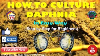 HOW TO CULTURE DAPHNIA In Easy Way [upl. by Lionello]