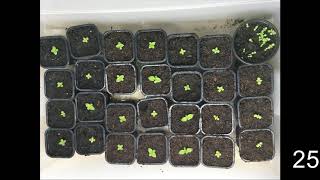 How to germinate Paulownia tree from seeds [upl. by Nna83]