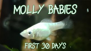 Molly Fry Growth  First 30 Days Timelapse amp Tips [upl. by Repsaj]