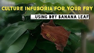 How to Culture Infusoria Using Banana Leaf for Your Fry  Cara Kultur Infusoria Guna Daun Pisang [upl. by Eldin678]