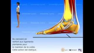 Le pied  organisation et fonctions musculaires [upl. by Hemetaf]