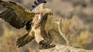 King Eagle Attacks Snake [upl. by Eronel]