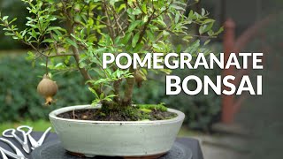 Making a Pomegranate Bonsai tree [upl. by Einnaffit]