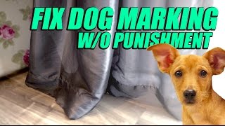 Fix Dog Marking Behavior Problem  No Punishment Training Method [upl. by Erdnaxela]