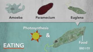 Protists  Sci NC [upl. by Hayyikaz]