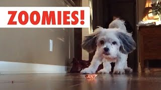 Zoomies  The Fastest Pet Compilation of the Year  The Pet Collective [upl. by Eleonora]