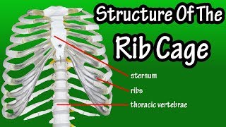 Structure Of The Rib Cage  How Many Ribs In Human Body  What Is The Sternum [upl. by Eybba]